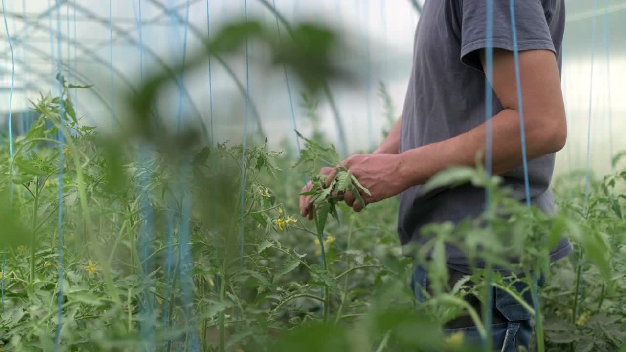 primer plano de un agricultor que cultiva alimentos orgánicos para la industria