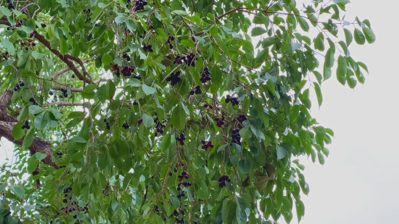 Primo piano di grappoli di frutti di jamun maturi che pendono con grazia tra foglie verdi lussureggianti, evidenziando la bellezza naturale di un sano albero tropicale alla luce del giorno