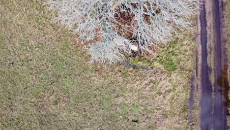 Aerial-birdseye-view-of-large-old-oak-tree-in-field-in-overcast-spring-day,-wide-angle-ascending-drone-shot-moving-forward