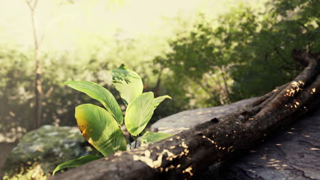 green plant thriving on fallen jungle tree