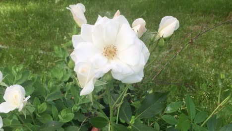 Close-up-pan-of-a-beautiful-white-iceberg-rose,-blowing-in-the-wind