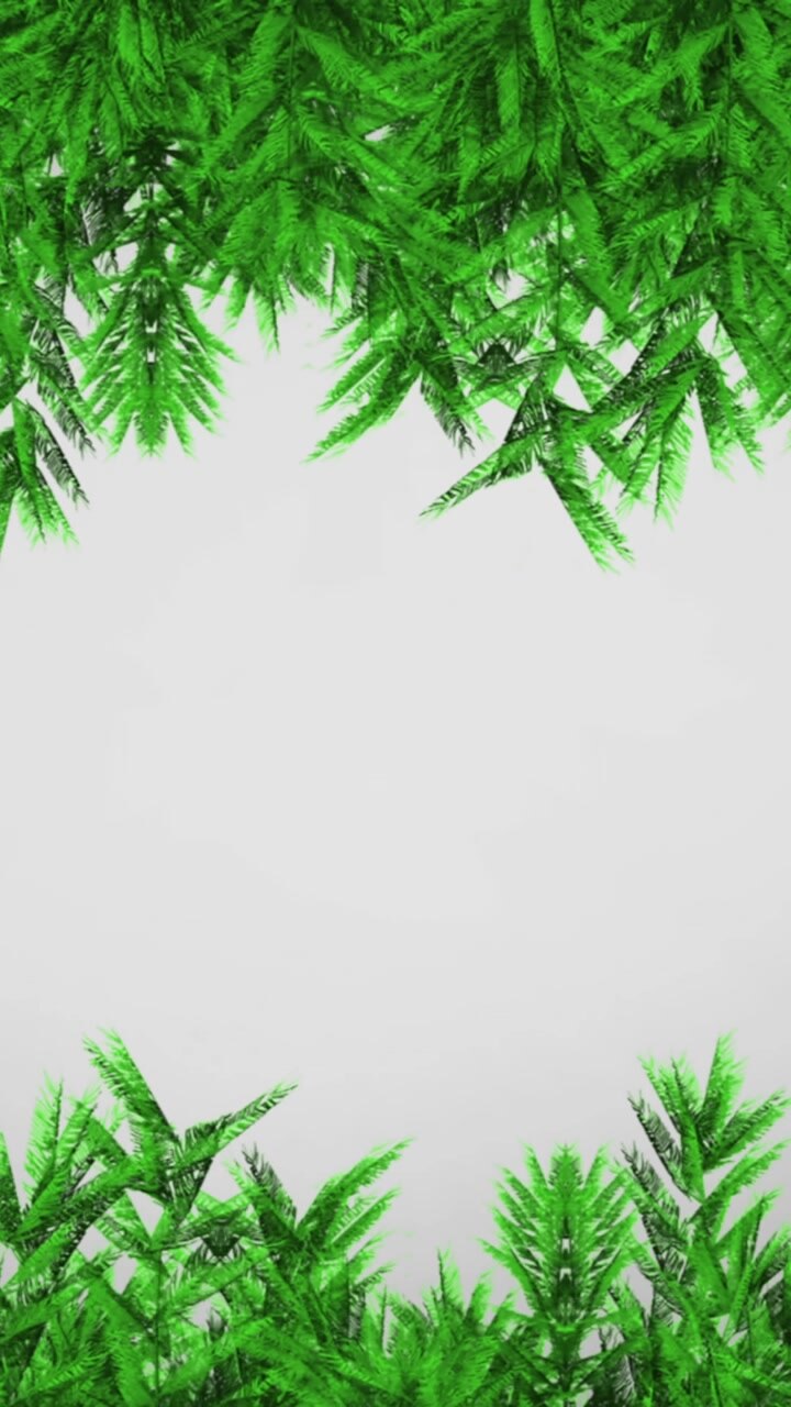 Green christmas tree branches with copy space on grey background