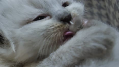 adorable pequeño gatito muñeco de trapo comiendo sus dedos del pie