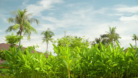 Exuberante-Naturaleza-Tropical-Verde-Con-Cocoteros-Y-Techos-De-Cabañas-En-El-Campo