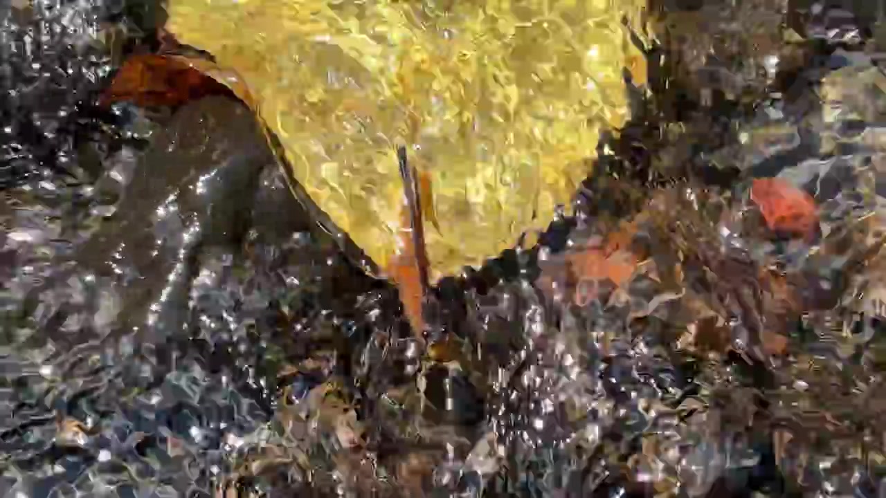Foglia autunnale gialla che galleggia nell'acqua limpida di un ruscello che scorre