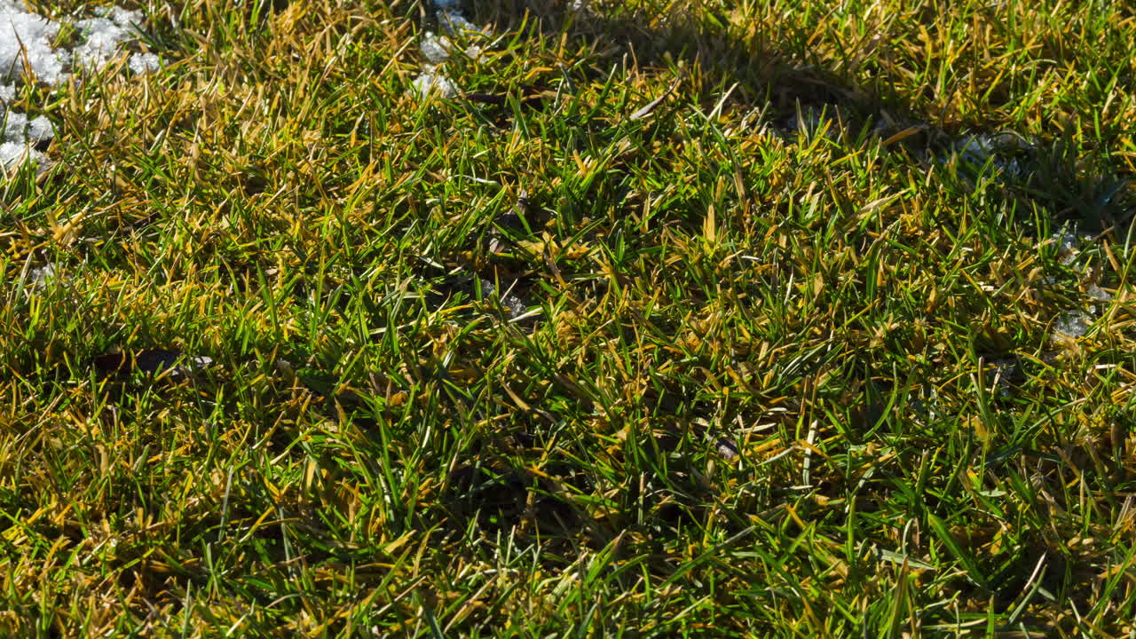 푸른 잔디 위에 눈이 녹는다. 봄의 도래 . 타임랩스 영상