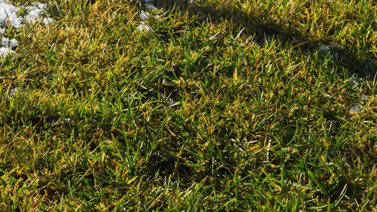 Snow melts on green grass. The coming of spring . Timelapse video