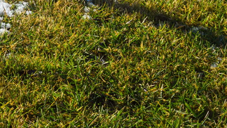 snow melts on green grass. the coming of spring . timelapse video