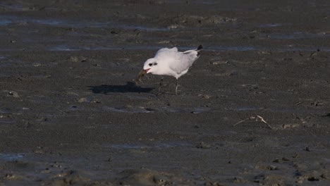 Schnurrbartseeschwalbe,-Die-Sich-Von-Einer-Krabbe,-Chlidonias-Hybrida,-Ernährt