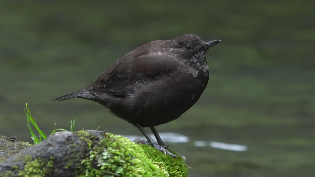 cucharón marrón donde se posan sobre piedras cubiertas de algas en la orilla del arroyo en busca de comida