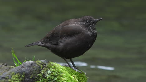 brown dipper perching on algae covered stone on the stream bank searching for food