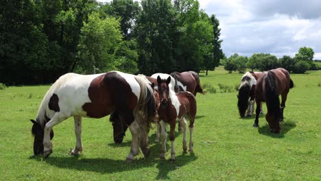 los caballos de pastoreo libre vagan por croacia