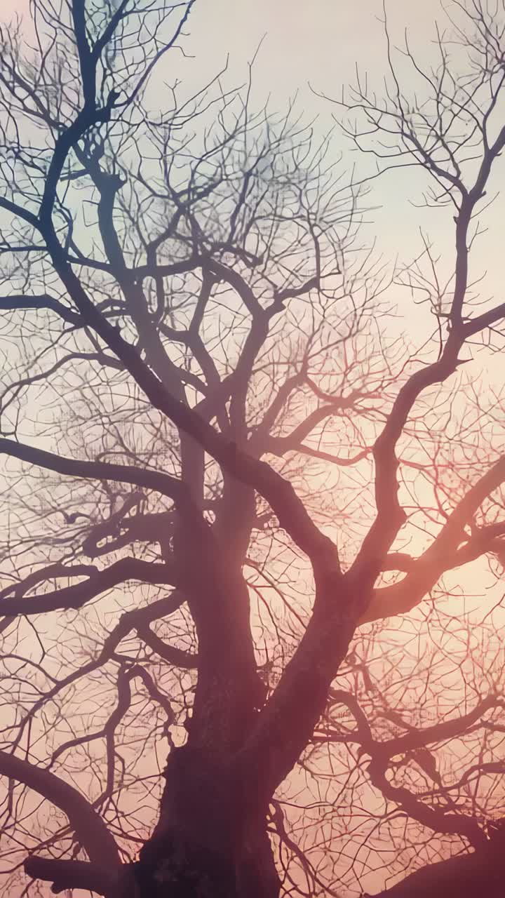 Vertical video: Shifting camera revealing big trunk, bare branches in open field, capturing flare
