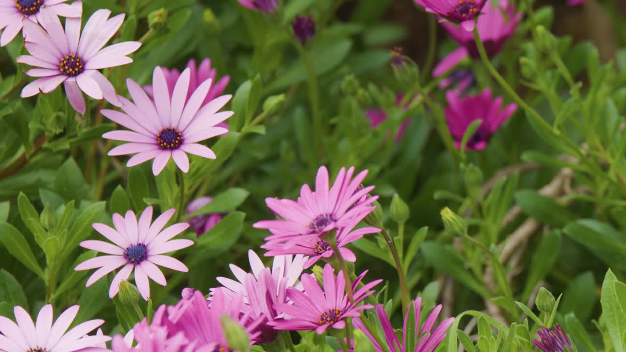 Macro shot of pink African daisies blooming outdoors, with gentle camera movement and natural lighting
