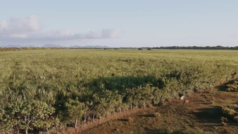 Aerial-forward-over-swamp-and-surrounding-countryside,-Altagracia