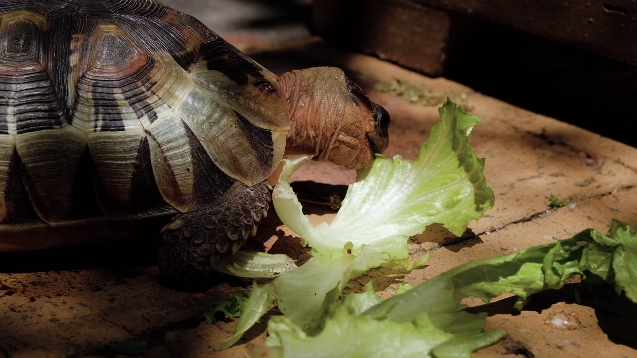 Close up of Angulate tortoise eating lettuce - taking big bites and using tongue