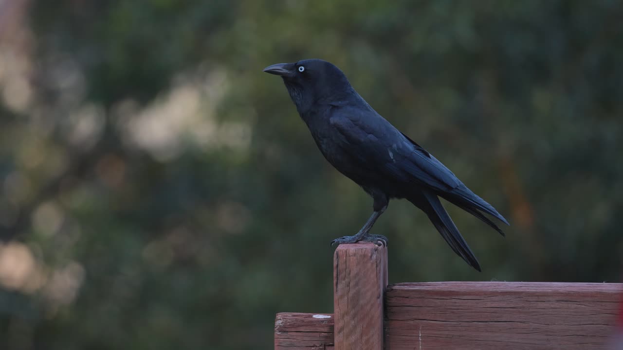 나무 울타리 기둥 에 걱거리는 까마귀
