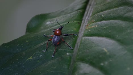 camera zooms out while it slides towards the right revealing this weevil on a leaf in the dark of the forest, metapocyrtus ruficollis, philippines