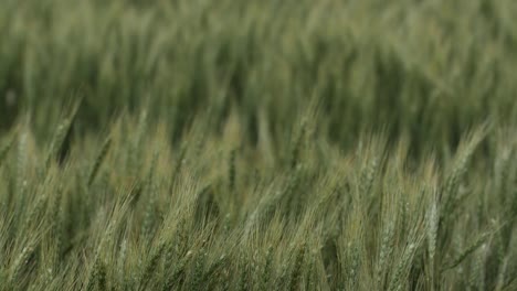 wheat and grass blows and sways in the wind in slow motion in a kansas field during the day in summer time