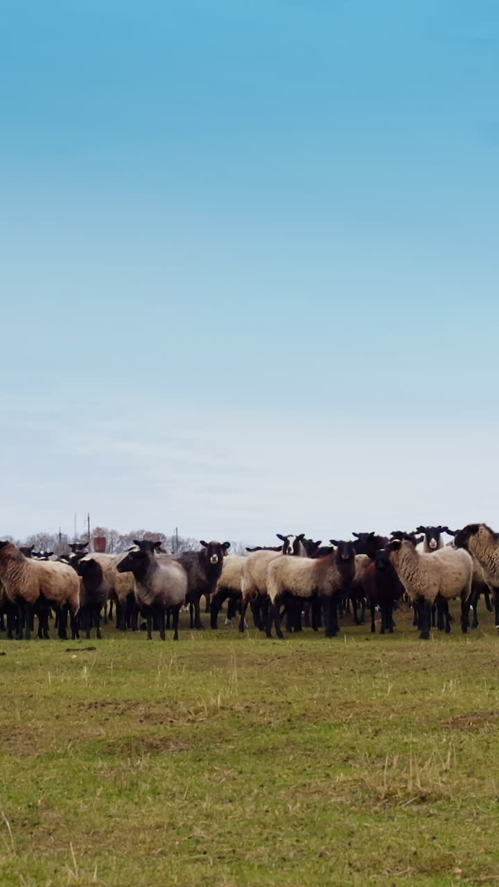 Rebaño de ovejas con hocico negro acercándose en el campo. Pequeño grupo de ganado se detiene de repente y mira a la cámara. Vídeo vertical
