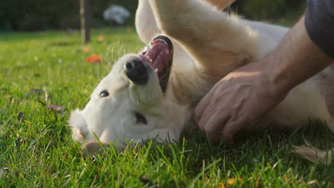 El-Dueño-Juega-Con-Un-Travieso-Cachorro-Golden-Retriever,-Que-Se-Tumba-En-El-Césped-Y-Se-Confunde-Al-Morder-Las-Manos-Del-Hombre