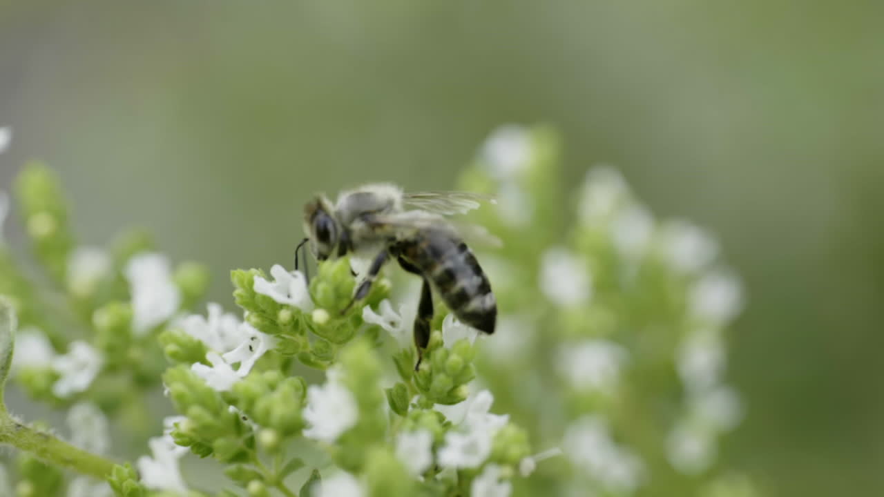 Honeybee on a White Flower
