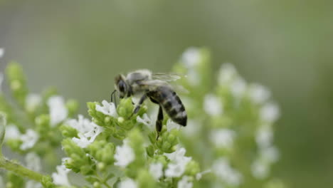 honeybee on a white flower