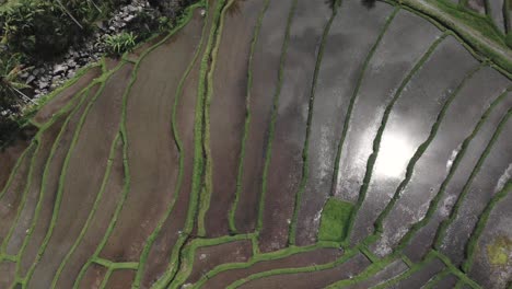 Vista-Superior-De-Las-Terrazas-De-Los-Campos-De-Arroz,-Las-Líneas-Y-El-Agua-Volando-Sobre-Una-Colina