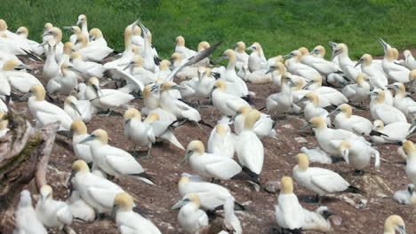 Experience-the-enchanting-world-of-Northern-Gannet-birds-as-they-exhibit-their-natural-behavior-in-stunning-4K-slow-motion