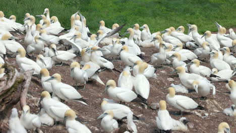 experimente el mundo encantador de las aves del norte mientras exhiben su comportamiento natural en impresionante cámara lenta de 4k