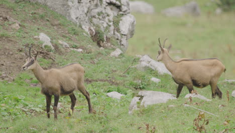 close up of group of chamois and cubs high up in the mountains