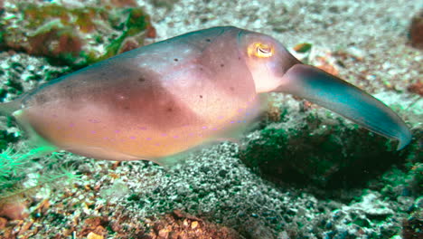 hunting behavior of cuttlefish on coral reef in indo-pacific