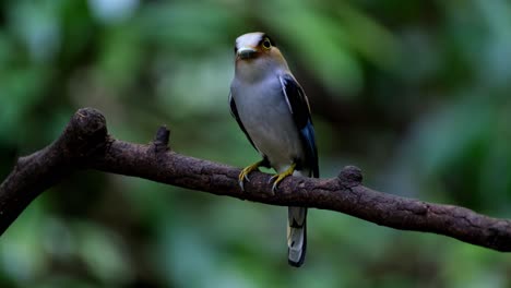 Blick-Nach-Links-Und-Rundherum-Mit-Essen-Im-Maul-Bereit-Zur-Auslieferung,-Silberbrust-Breitschnabel,-Serilophus-Lunatus,-Kaeng-Krachan-Nationalpark,-Thailand