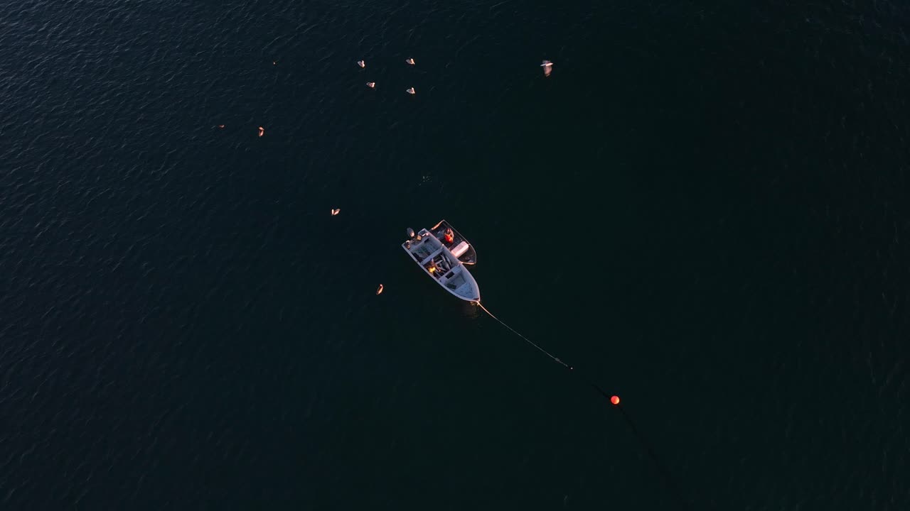 바닷새가 넓은 바다를 날아다니는 동안 정박된 보트는 물고기를 노 젓는 보트로 옮깁니다.