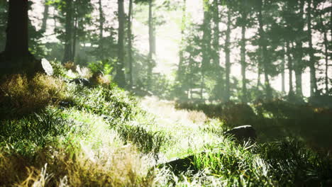 trees-with-shadows-in-forest-against-of-sunshine