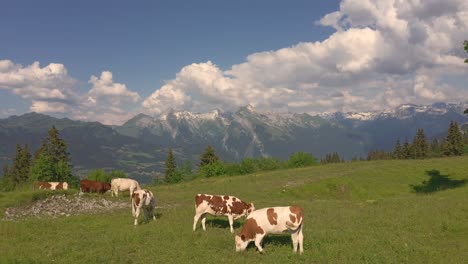 a drone shot pushing above a herd of cows on the plateau d'assy, french alps, with the criou mountain in the background