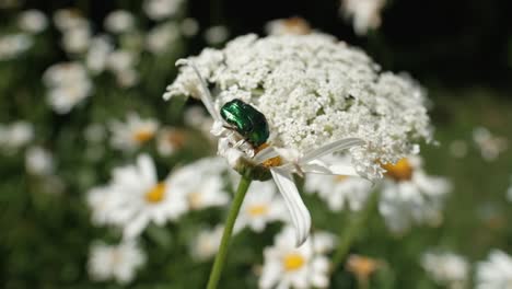 Figeater-beetle-sitting-on-white-flower,-slow-motion