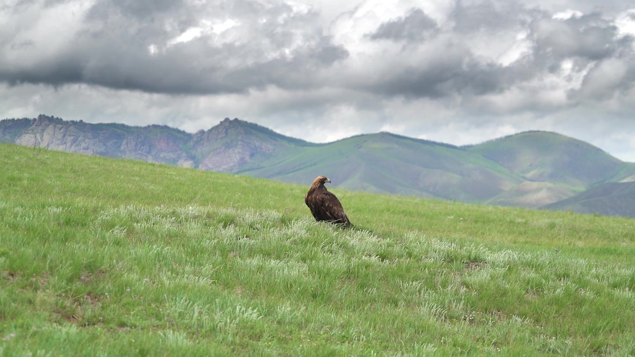 Aquila reale appollaiata su un pendio erboso in un paesaggio montano