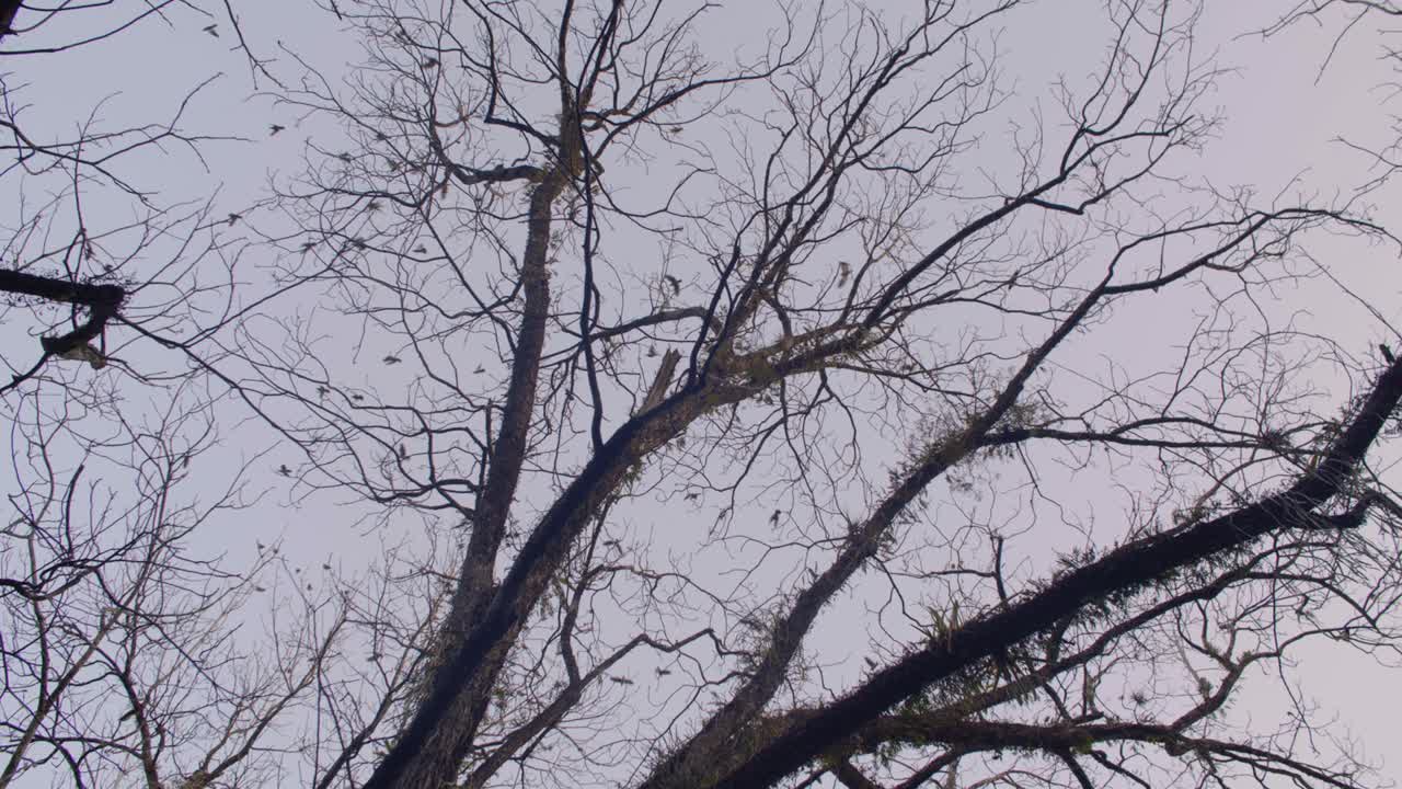 Birds Fly from Trees at Dusk