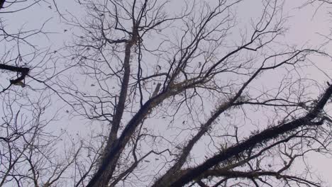 birds fly from trees at dusk