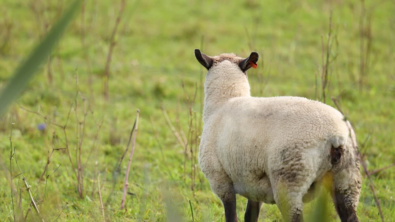 A Clun Forest sheep grazes peacefully in a lush green field under natural daylight at Lake Tekapo, New Zealand
