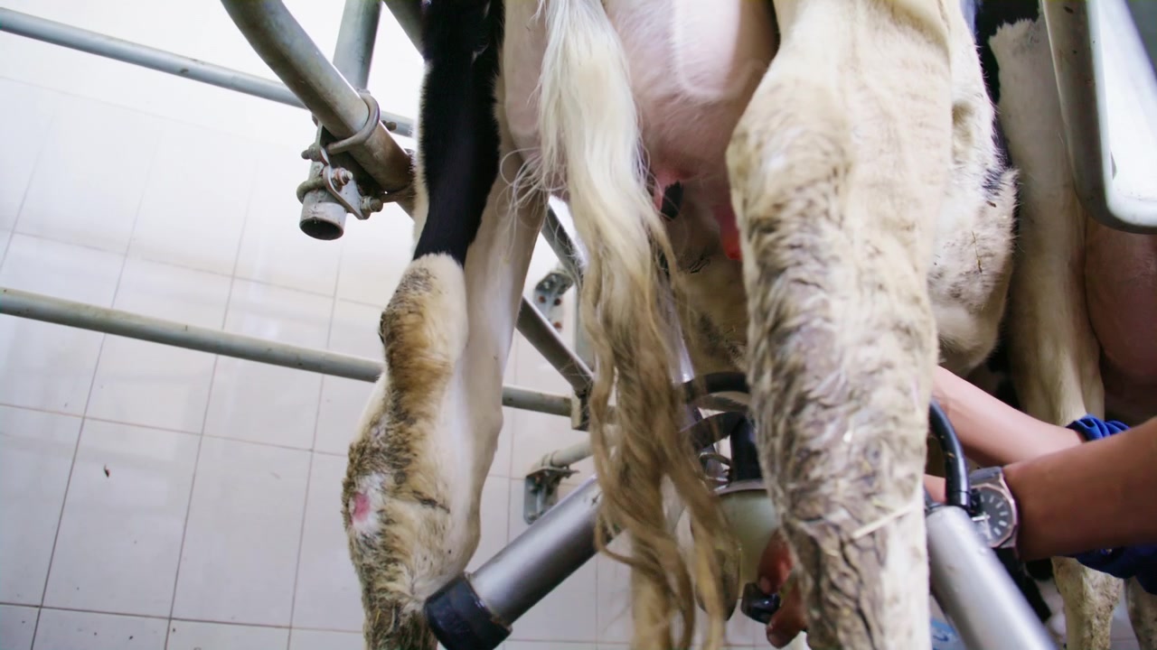 Toma de ángulo bajo desde detrás de una vaca lechera mientras un granjero conecta una máquina de ordeño automática a su ubre en una sala de ordeño de una granja.