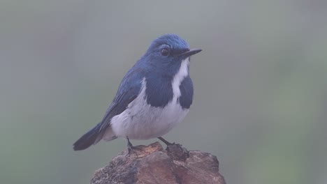 El-Papamoscas-Ultramarino,-También-Conocido-Como-El-Papamoscas-Azul-De-Ceja-Blanca,-Un-Migrante-De-Invierno-A-Tailandia,-Es-Muy-Amigable-Con-La-Gente