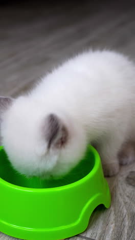 kitten eating from plate. cute small cat eating food at home. vertical video