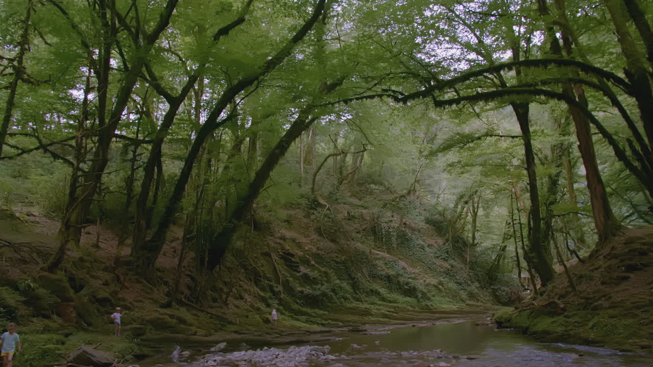 조용한 숲 강 풍경