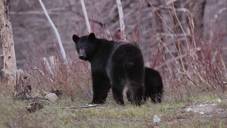 in the dim light of spring evening, a mother black bear accompanies her cub as they traverse a rugged landscape, carefully navigating the terrain and searching for food