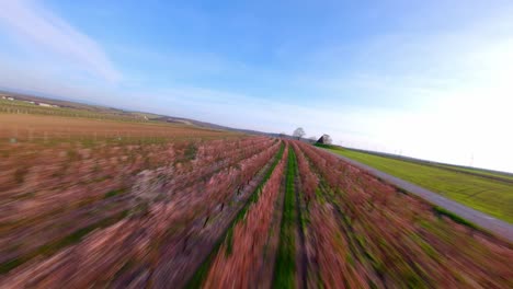 rows of blossoming apricot trees in fruit orchard