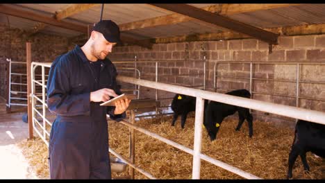 Cattle-farmer-using-digital-tablet