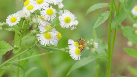 honey on a chamomile flower