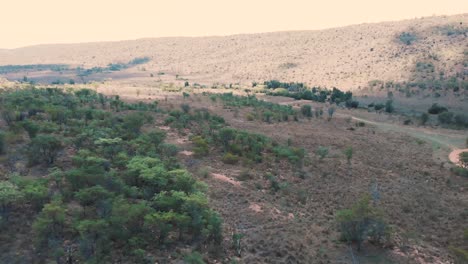 woodland valley with acacia trees and dirt road in south africa, drone